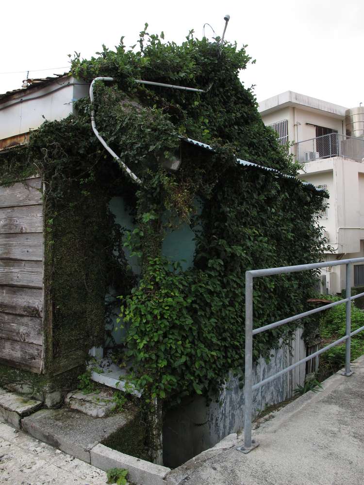 角の緑
