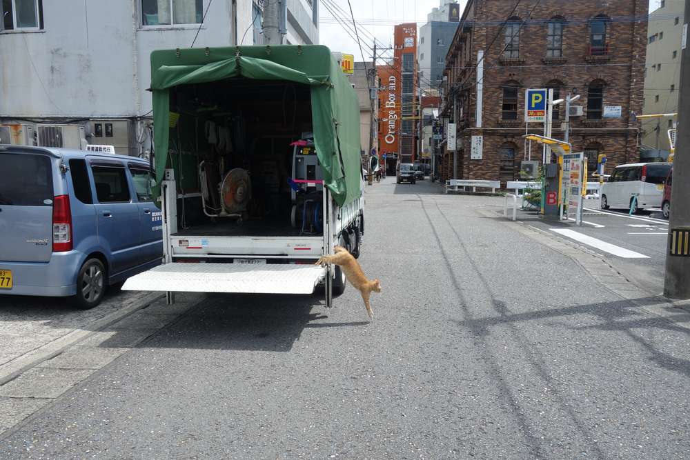 ねこ