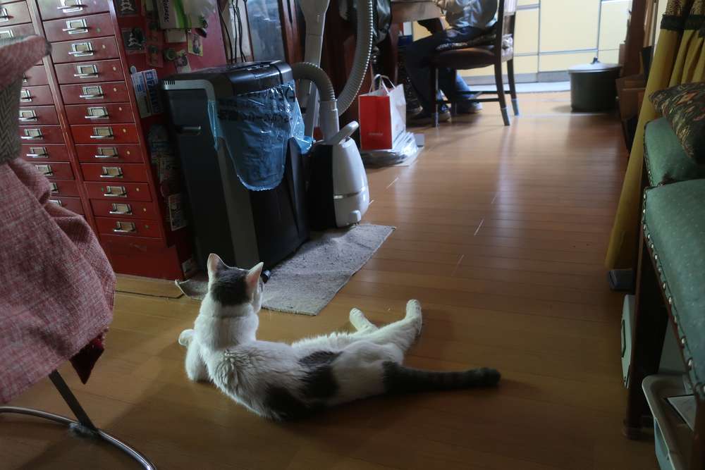 ねこ