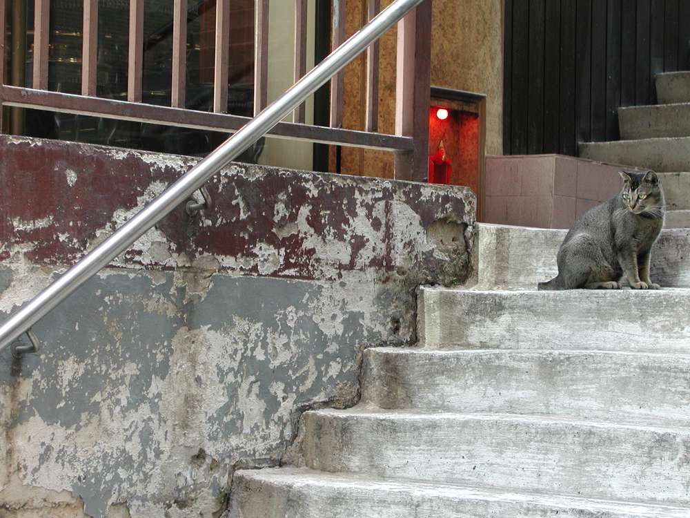 ねこ