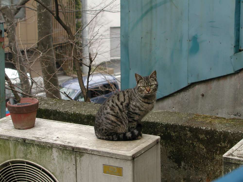 ねこ